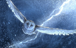 barn owl flying towards camera